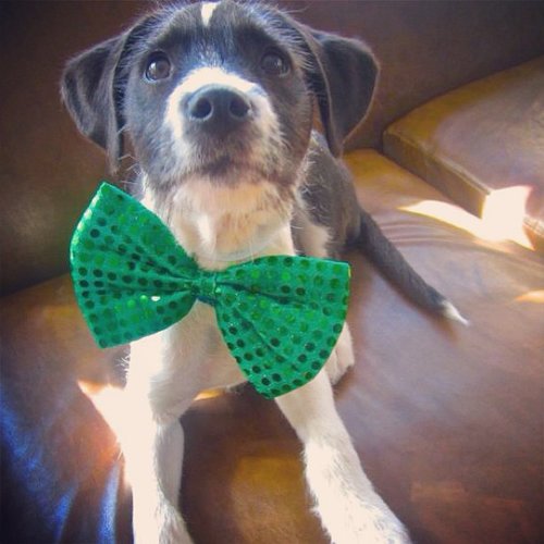 All Dressed Up All Dressed Up