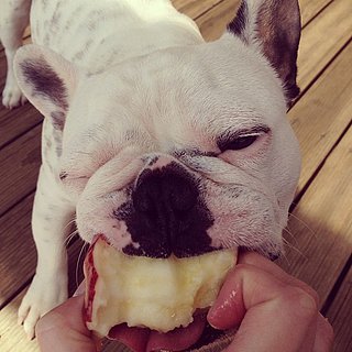 Fresh Food For Your Pet