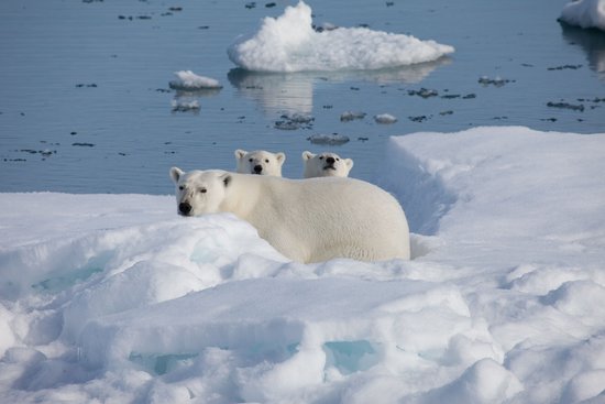 How cute are these polar bears?
Photo courtesy of Warner Home Entertainment
How cute are these polar bears?
Photo courtesy of Warner Home Entertainment