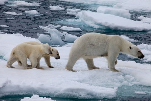 Polar bears are born on land but spend the majority of their time at sea.
Photo courtesy of Warner Home Entertainment
Polar bears are born on land but spend the majority of their time at sea.
Photo courtesy of Warner Home Entertainment