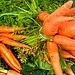 Carrots