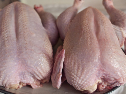 Fresh Meat Fresh Meat