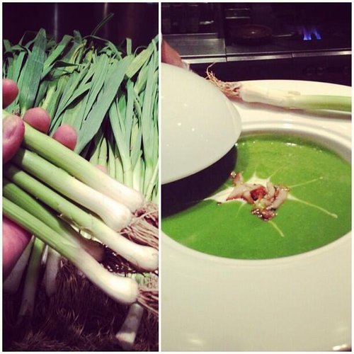 Green Garlic Green Garlic