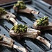 Lamb Lollipops