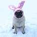 Funny Pug Easter Bunny