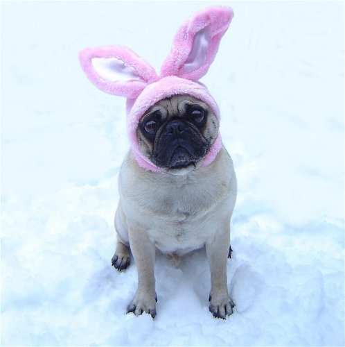 Funny Pug Easter Bunny