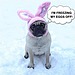 Funny Pug Bunny Dog Meme