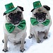 Pugs St. Patrick's Day