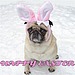 Cute Pug Bunny Happy Easter