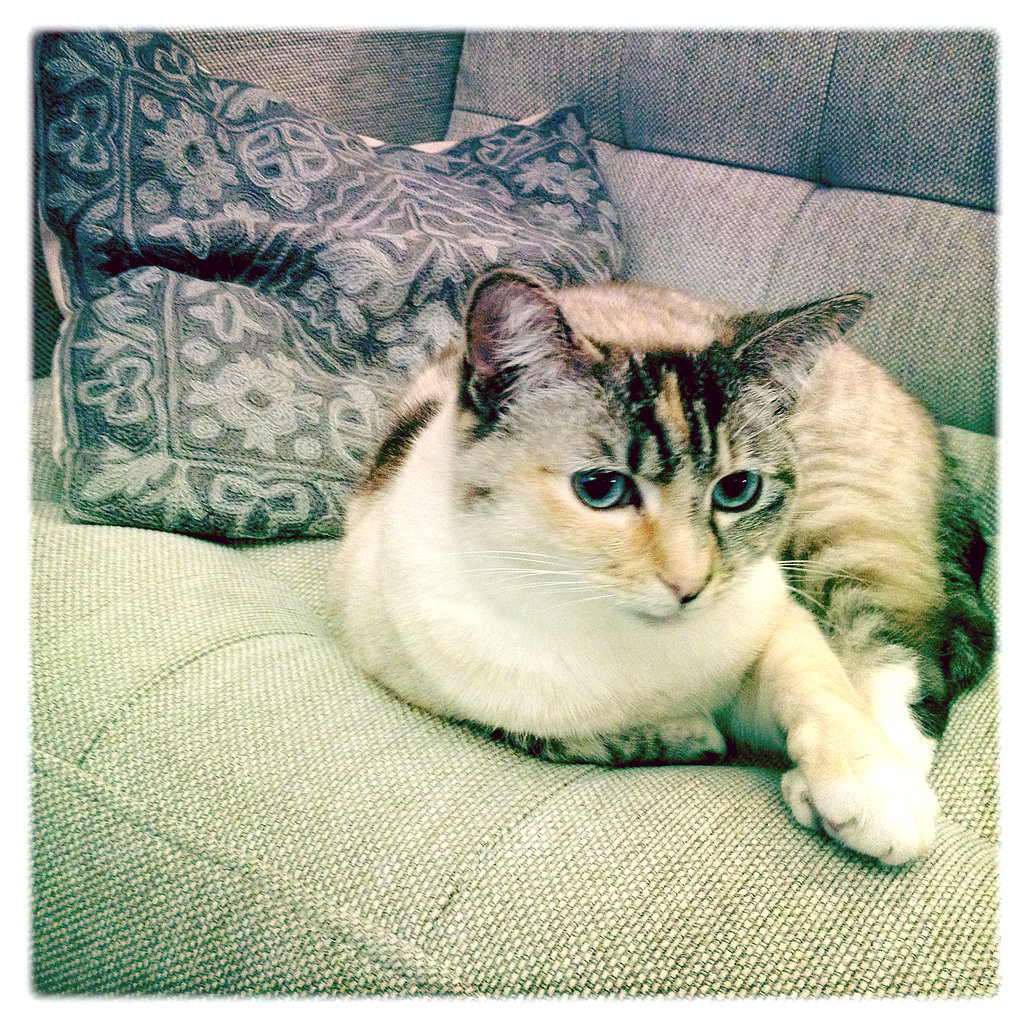 Gesundheit! What to Do When Your Cat Is a Sneezer Gesundheit! What to Do When Your Cat Is a Sneezer