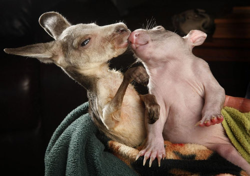 Love Down Under! This baby kangaroo immediately took to this baby wombat after they were both sadly orphaned — but now they have each other!
Source: Flickr user grindrproduct
Love Down Under! This baby kangaroo immediately took to this baby wombat after they were both sadly orphaned — but now they have each other!
Source: Flickr user grindrproduct