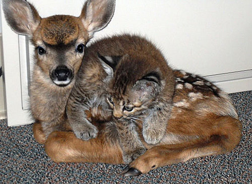 This fawn and kitten are such close friends, it's hard to tell where one ends and the other begins.
Source: Flickr user thomasslavin
This fawn and kitten are such close friends, it's hard to tell where one ends and the other begins.
Source: Flickr user thomasslavin