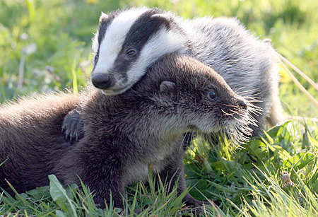 Badger does care! At least about his river otter friend.
Source: Flickr user meredithfriedline
Badger does care! At least about his river otter friend.
Source: Flickr user meredithfriedline