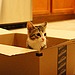 Cute Kitty