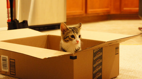 Cute Kitty Cute Kitty