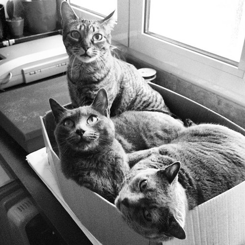 Three's a Crowd Three's a Crowd