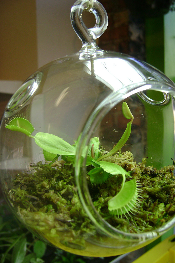 Venus Flytrap Terrarium Venus Flytrap Terrarium