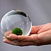 Japanese Moss Ball