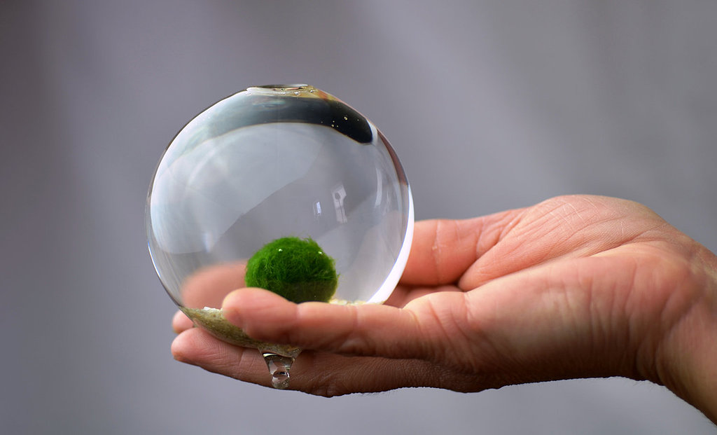 Japanese Moss Ball Japanese Moss Ball