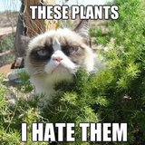 Silly Animal Memes Silly Animal Memes