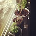 Foods You Can Grow in Your Apartment
