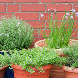 How to Plant an Herb Garden How to Plant an Herb Garden
