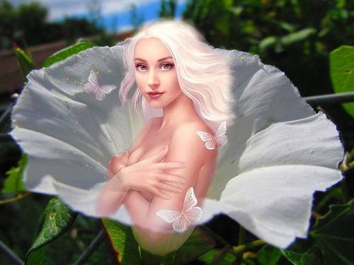 White Morning Glory