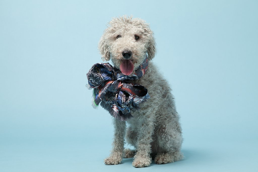 Wilfred, a Bedlington Terrier, with Ginny Litscher's Blue Silk Skulls Scarf ($465).
Photo courtesy of Avenue32.
Wilfred, a Bedlington Terrier, with Ginny Litscher's Blue Silk Skulls Scarf ($465).
Photo courtesy of Avenue32.