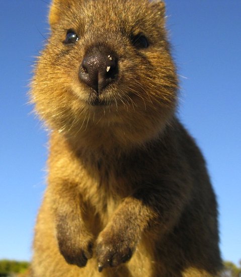 Quokkas are about the size of a domestic cat and extremely friendly, making them our new fantasy pets.
Source: Tumblr user Let's Get Science-y
Quokkas are about the size of a domestic cat and extremely friendly, making them our new fantasy pets.
Source: Tumblr user Let's Get Science-y