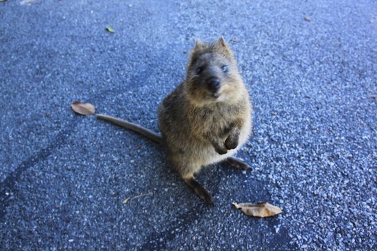 Like most macropods, quokkas have pouches and are herbivores, but unlike other marsupials in their family, they can climb trees and shrubs.
Source: Tumblr user Right as Rain
Like most macropods, quokkas have pouches and are herbivores, but unlike other marsupials in their family, they can climb trees and shrubs.
Source: Tumblr user Right as Rain