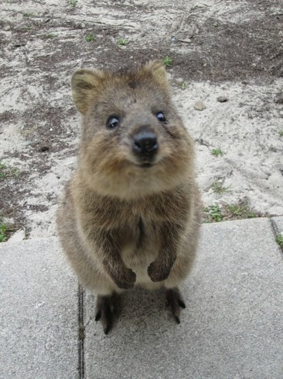 Quokkas are predominantly found on Rottnest Island, off the coast of Western Australia, and while they used to run rampant all over Southwestern Australia, their numbers on the mainland have dwindled.
Source: Tumblr user Well Now Your Here You May as Well Look Around
Quokkas are predominantly found on Rottnest Island, off the coast of Western Australia, and while they used to run rampant all over Southwestern Australia, their numbers on the mainland have dwindled.
Source: Tumblr user Well Now Your Here You May as Well Look Around