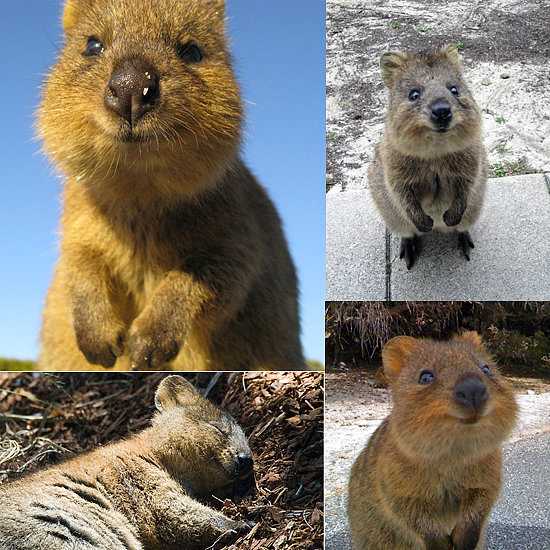 Ridiculously Cute Animal of the Day: Quokkas! Ridiculously Cute Animal of the Day: Quokkas!