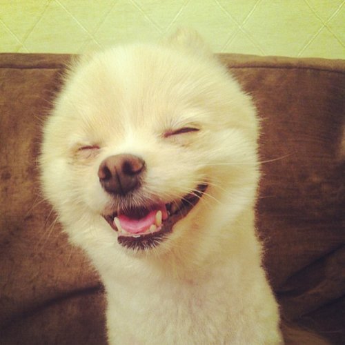 Yup, that's one happy pup.
Source: Instagram user raiment
Yup, that's one happy pup.
Source: Instagram user raiment