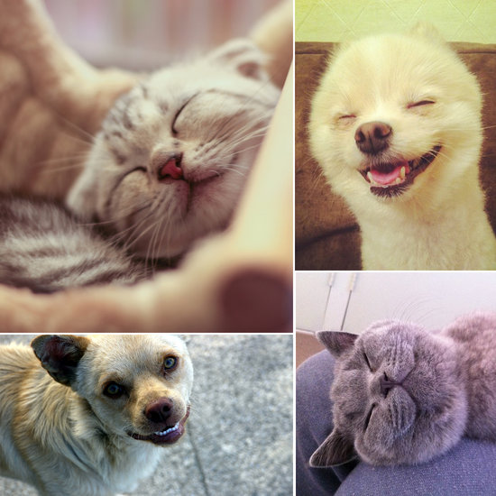 Happy Pets in Celebration of National Pet Month Happy Pets in Celebration of National Pet Month