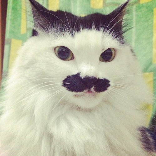 Can someone say "mustache envy"? You thought your dad had the coolest mustache in the world . . . until you met this guy.
Source: Instagram user xixilan_788
Can someone say "mustache envy"? You thought your dad had the coolest mustache in the world . . . until you met this guy.
Source: Instagram user xixilan_788