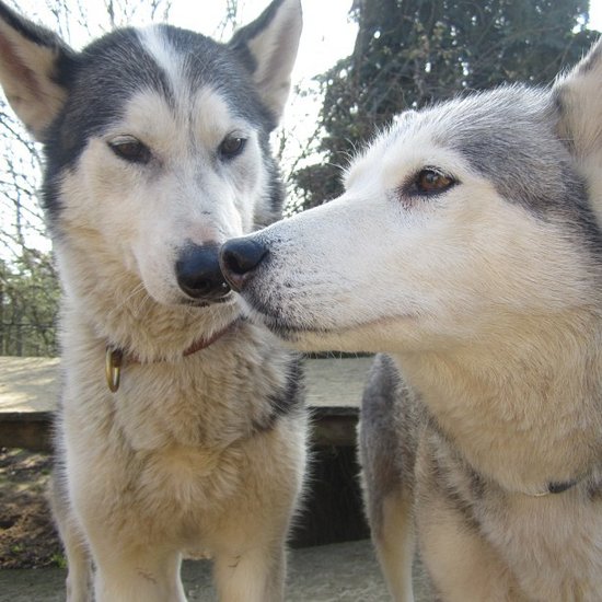 If you're a Husky fan, then do yourself a favor and follow this account that documents the daily shenanigans of 13 Siberian Huskies. Bonus: their names are Buzz, Pooka, Leah, Zizou, Rascal, Musky, Pikey, Scarab, Pixie, Angus, Ash, Jet, and Dot.
Source: Instagram user alyeska
If you're a Husky fan, then do yourself a favor and follow this account that documents the daily shenanigans of 13 Siberian Huskies. Bonus: their names are Buzz, Pooka, Leah, Zizou, Rascal, Musky, Pikey, Scarab, Pixie, Angus, Ash, Jet, and Dot.
Source: Instagram user alyeska