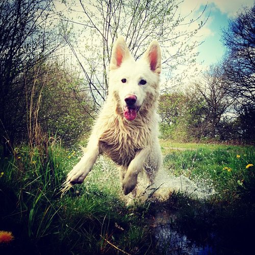 If there was ever a dog equivalent of Tom Cruise, then this is it. Hero is a White German Shepherd who makes action shots look easy.
Source: Instagram user handsomemike
If there was ever a dog equivalent of Tom Cruise, then this is it. Hero is a White German Shepherd who makes action shots look easy.
Source: Instagram user handsomemike