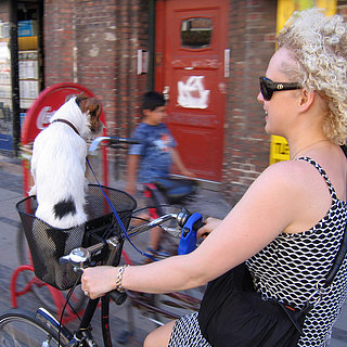Bicycle Riding With Dogs