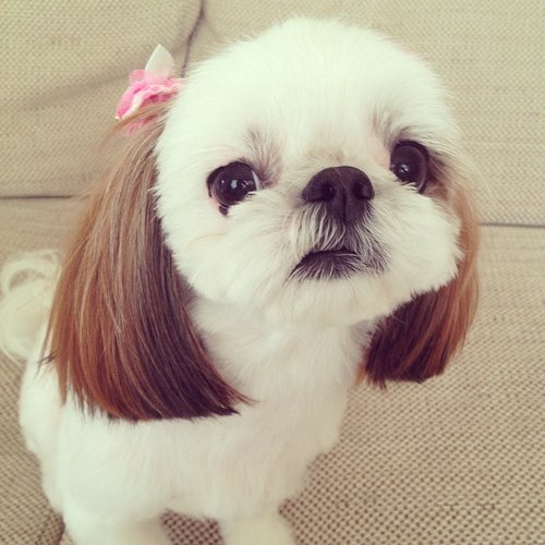 Meet Iriko, a 1-year-old Shih Tzu and Chihuahua mix with the cutest pigtails, er, ears.
Source: Instagram user hana_uoj
Meet Iriko, a 1-year-old Shih Tzu and Chihuahua mix with the cutest pigtails, er, ears.
Source: Instagram user hana_uoj