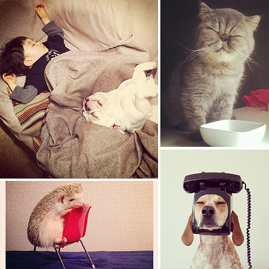 Insta-Cheer! Animals You Should Be Following on Instagram Insta-Cheer! Animals You Should Be Following on Instagram