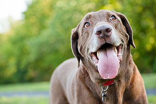 How to Keep Your Pets Cool in the Summer