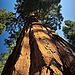 Sequoia