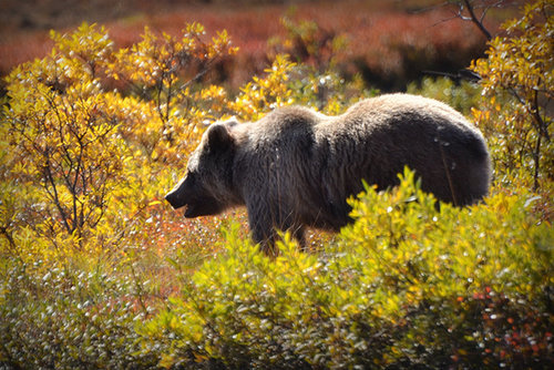 Grizzly Grizzly