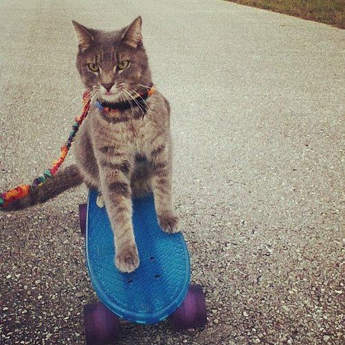 Too Cool Too Cool