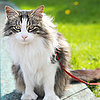 Cats on Leashes