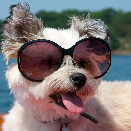 25 Supercool Dogs in Shades 25 Supercool Dogs in Shades