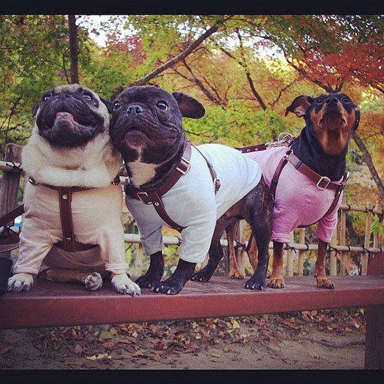 Look at this squeezable trio! They comprise Momo, a Pug, Ramu, a French Bulldog, and their unsmushed friend Babu, a Miniature Pinscher.
Source: Instagram user momoramubabu
Look at this squeezable trio! They comprise Momo, a Pug, Ramu, a French Bulldog, and their unsmushed friend Babu, a Miniature Pinscher.
Source: Instagram user momoramubabu
