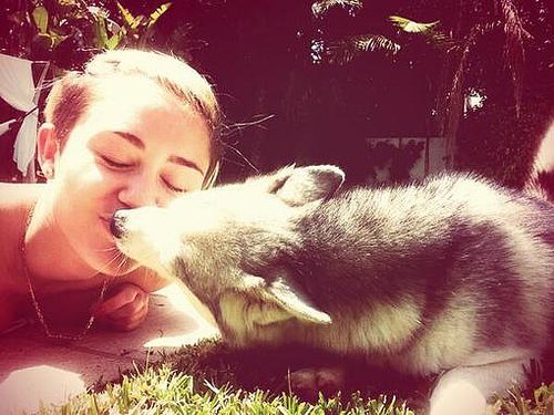 Miley Cyrus planted a smooch on her dog, Floyd.
Source: Twitter user MileyCyrus
Miley Cyrus planted a smooch on her dog, Floyd.
Source: Twitter user MileyCyrus