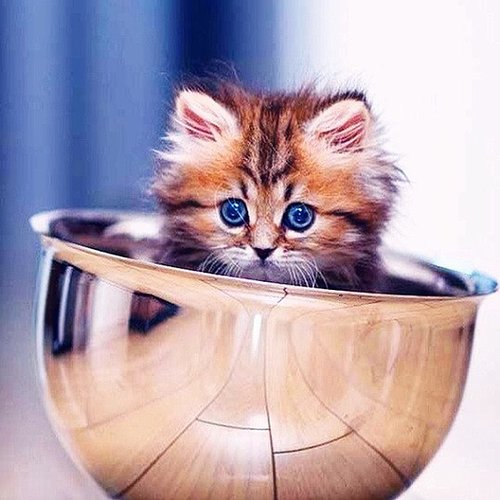 Squee Squee