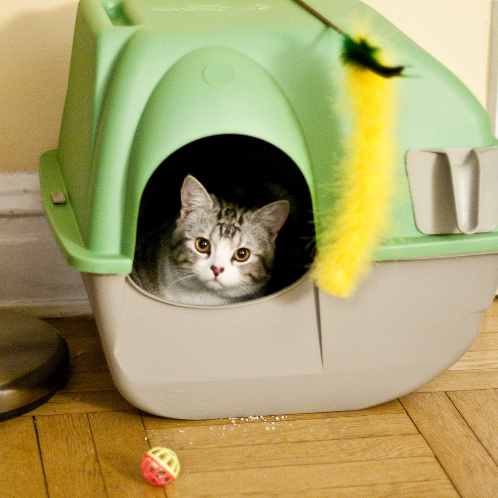 Best SelfCleaning Litter Boxes For Cats POPSUGAR Pets